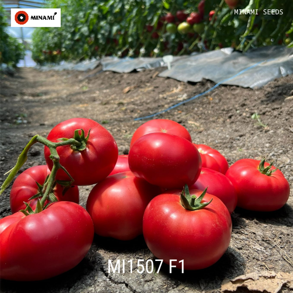 Томат розовый MI1507 F1 НОВИНКА!!!
