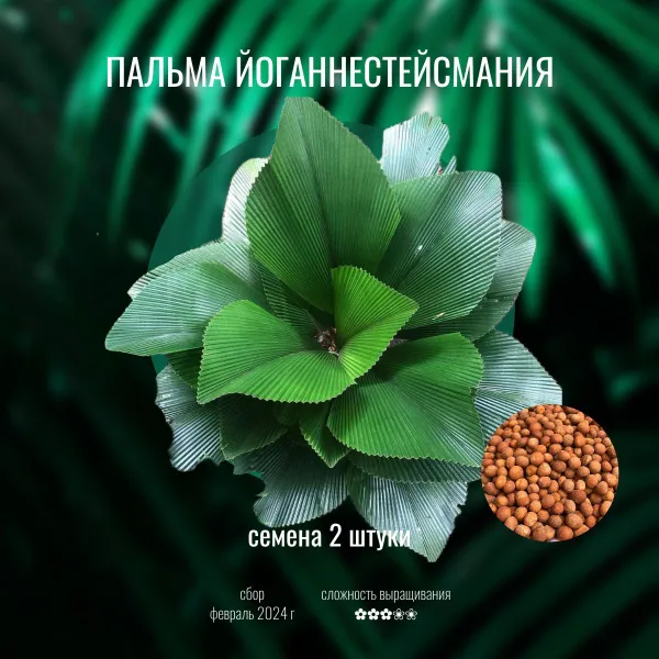 Йоганнестейсмания пальма Johannesteijsmannia altifrons семена 2 штуки