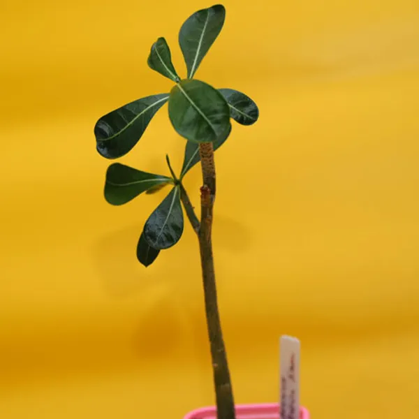 Adenium Obessum Brown Siam