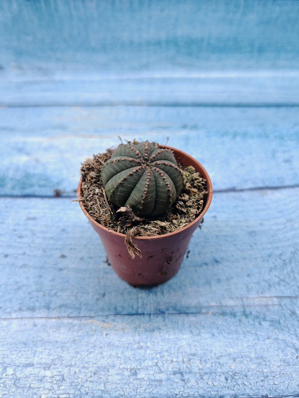 Euphoria Obesa (Эуфорбия)