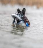 Чучело кряквы (селезень) Lucky Duck Agitator HDi с водомётом