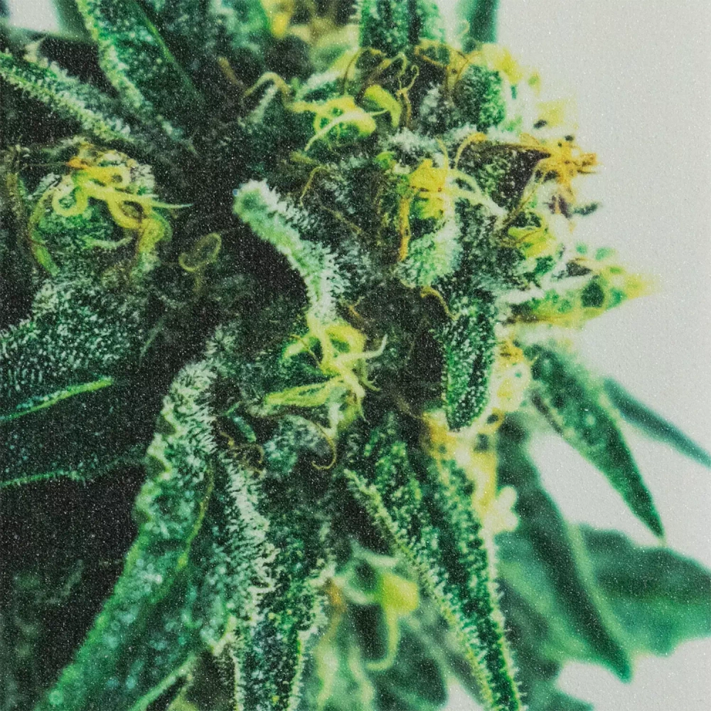 Шкурка DipGrip White Grass