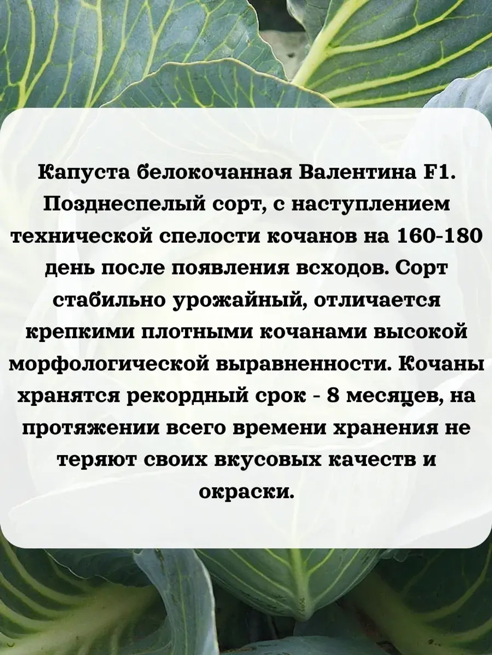 Семена капуста белокочанная Валентина F1 0.2 гр