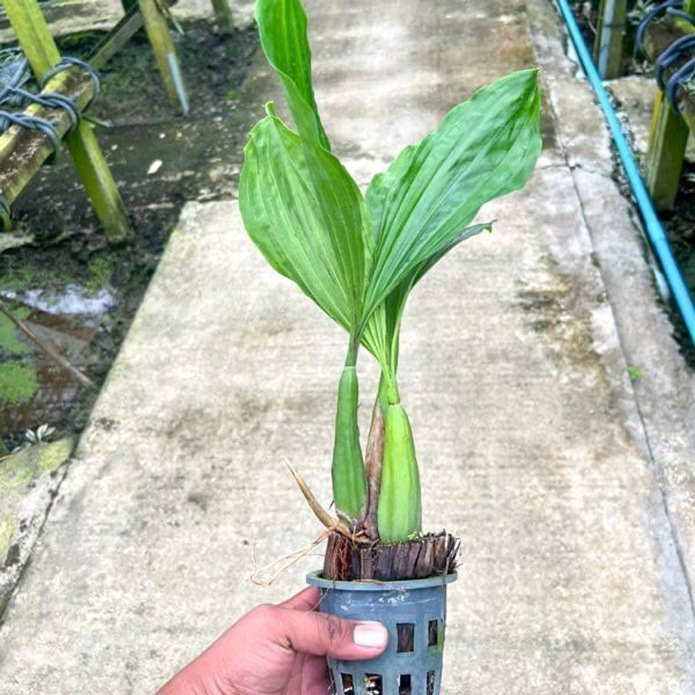 Орхидея COELOGYNE ROCHUSSENII