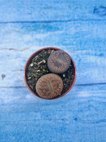 Lithops sp. (Литопсы)