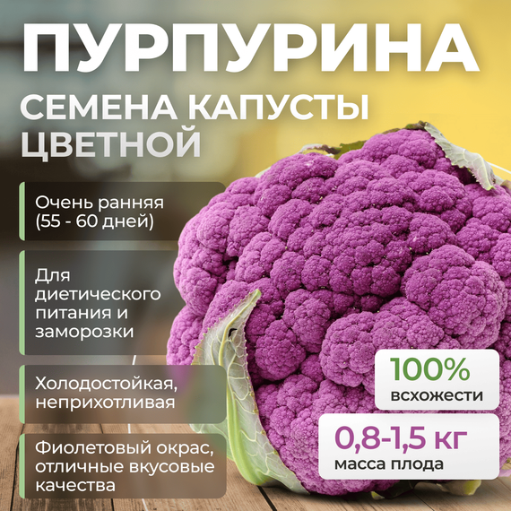 ПУРПУРИНА F1 семена капусты цветной (Sakata | Alexagro) – фото 1