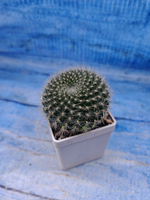 Matucana Haynei (Матукана)