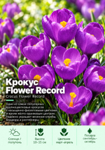 Крокус Flower Record