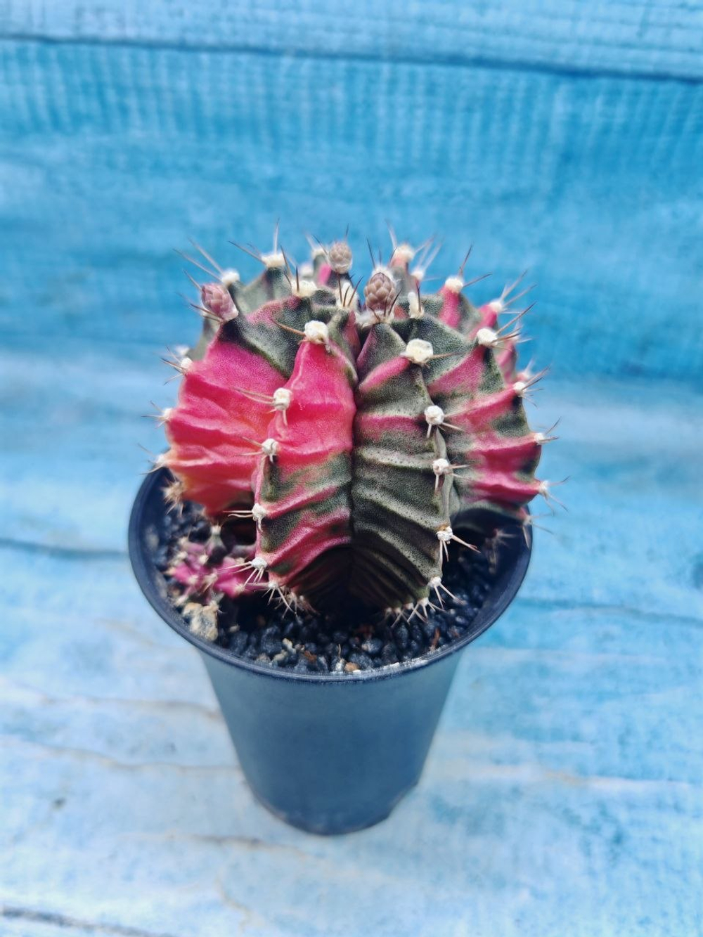 Gymnocalycium Variegata (Гимнокалициум Вариегатный)
