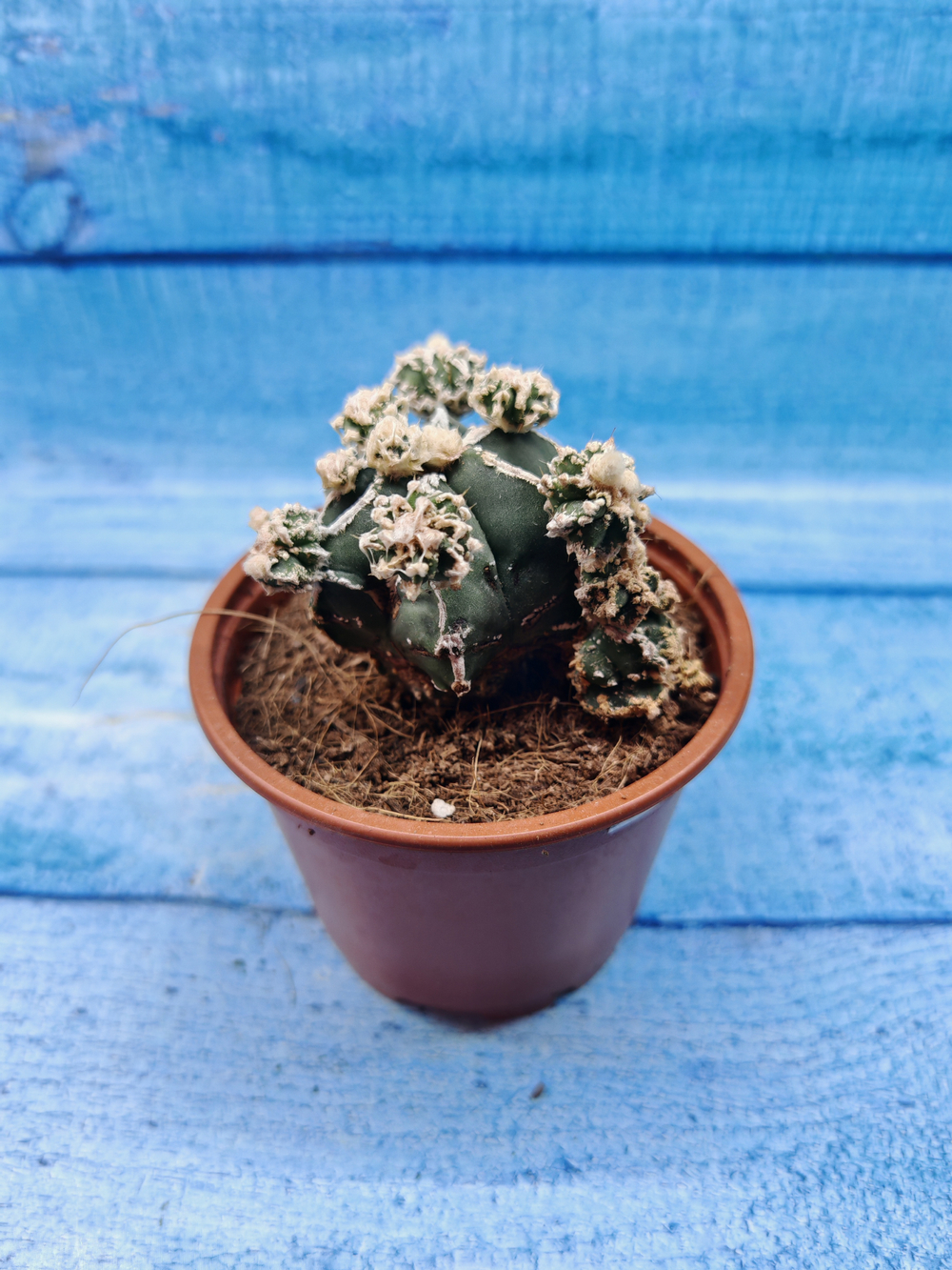 Astrophytum Myriostigma "Hakujo Fukuryu" (Астрофитум)