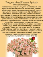 Гвоздика Абрикосовая услада Sweet Pleasure Aprikot