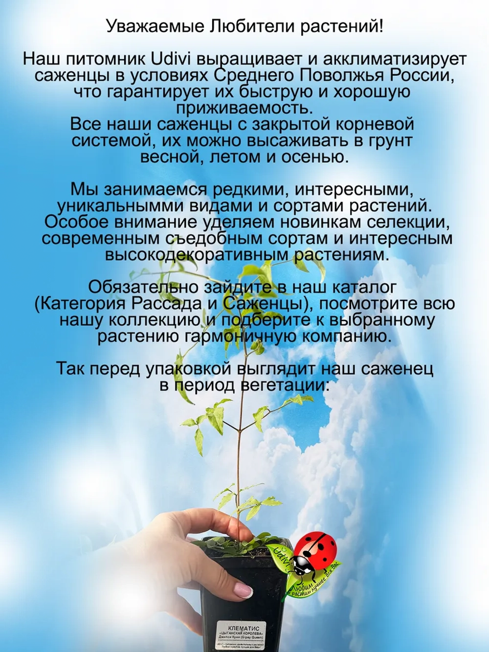Клематис Цыганская Королева Джипси Куин постоянноцветущий
