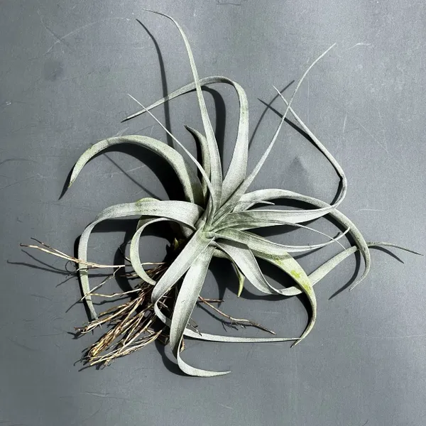 Тилландсия чиапенсис chiapensis, атмосферное растение