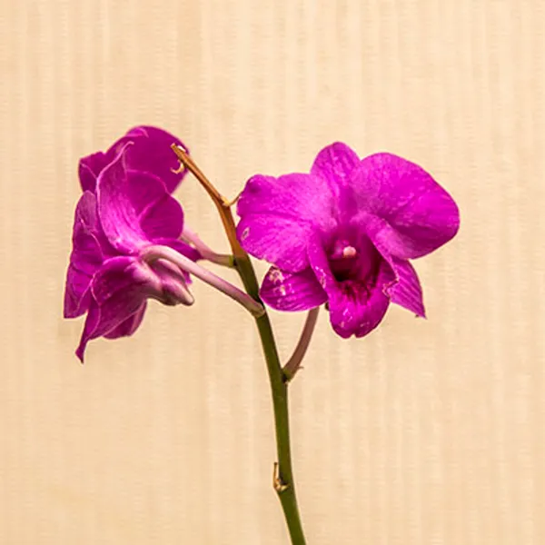 Дендробиум-Фаленопсис (Dendrobium Phalaenopsis) 4925