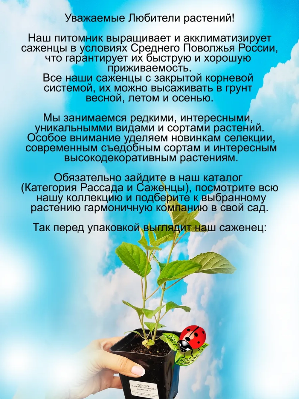Гортензия Мэджикал Пинкербелл древовидная розовая
