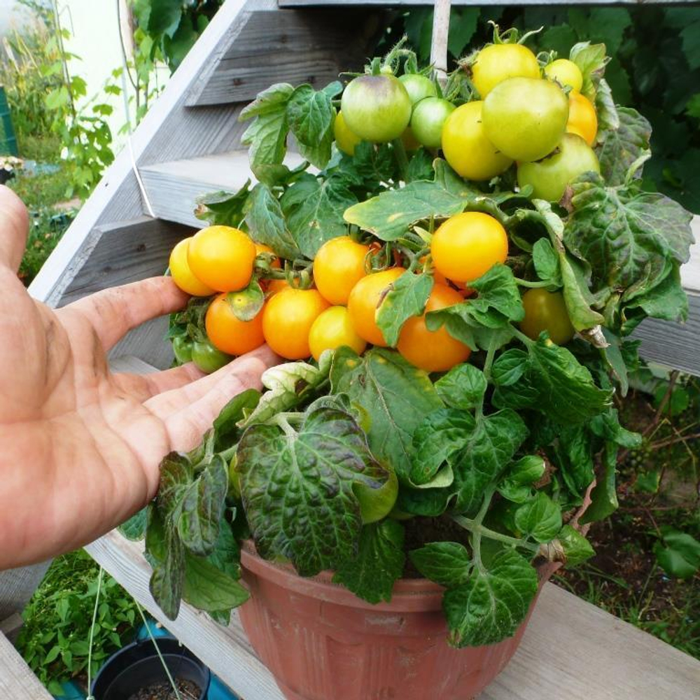 Помидоры - Liliput Yellow -  Жёлтый Лилипут