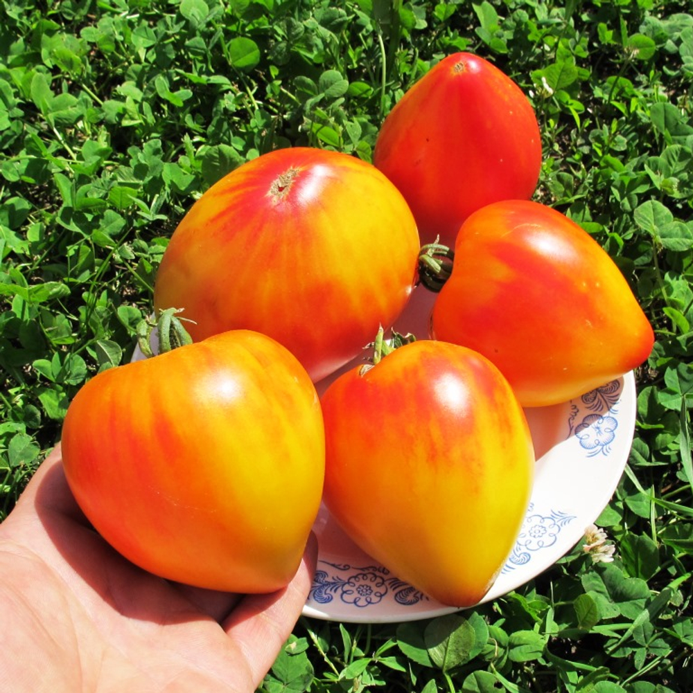 Помидоры Coeur de Zebre Apricot - Сердце Абрикосовой Зебры