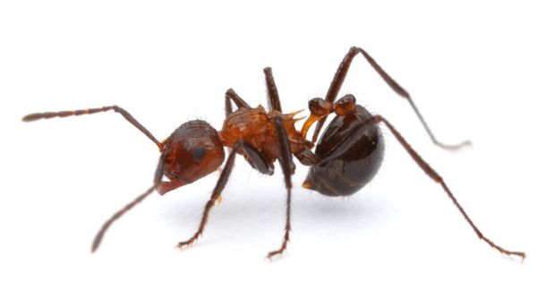 Myrmicaria Natalensis содержание и уход. Myrmicaria Natalensis содержание и уход.