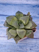 Haworthia Retusa Geraldii (Хавортия)