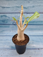 Adenium Baobab (Адениум)