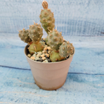 Tephrocactus Articulatus (Тефрокактус)
