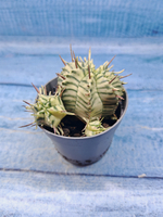 Euphorbia meloformis f. Variegated (Эуфорбия вариегатная)
