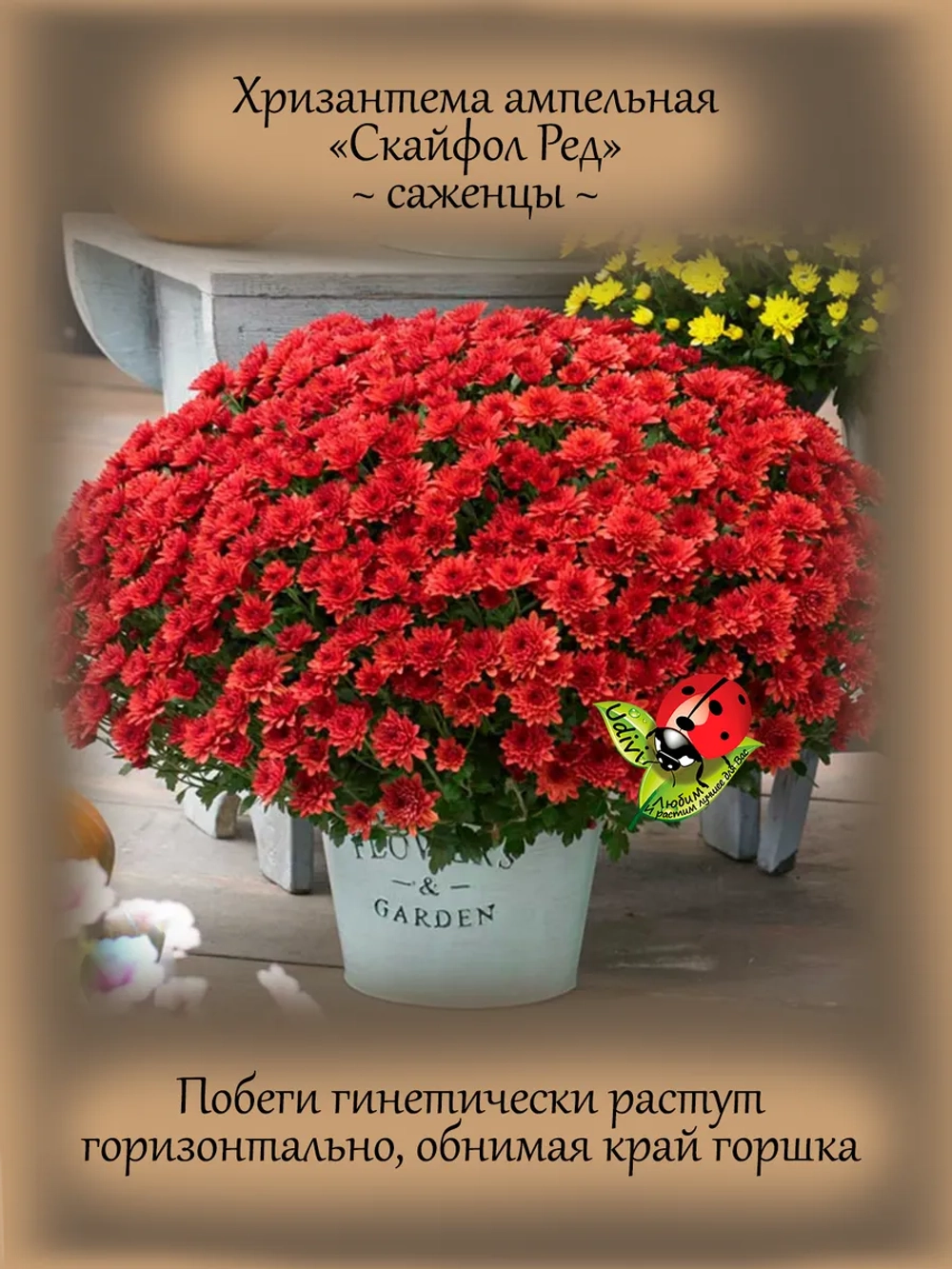 Хризантема Скайфол Ред ампельная