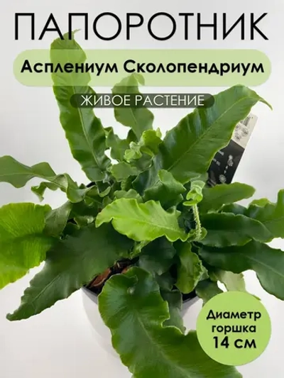 Асплениум Сколопендровый. Папоротник живой комнатный