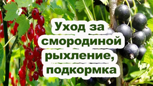 Чем подкормить смородину и крыжовник после сбора урожая: закладываем урожай на следующий год Чем подкормить смородину и крыжовник после сбора урожая: закладываем урожай на следующий год