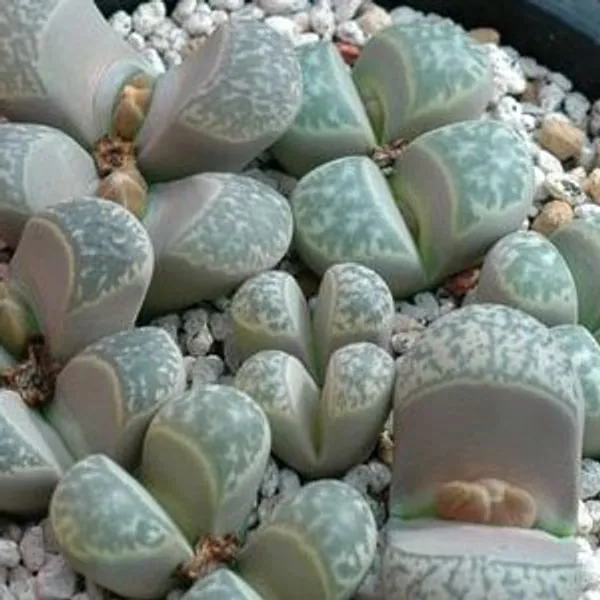 Литопс (C271 Lithops helmutii) живые камни семена