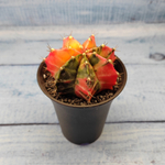 Gymnocalycium Variegata (Гимнокалициум Вариегатный)