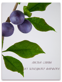 Лист сливы большой
