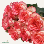 Фон карточки (1) (1).png