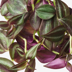 IKEA TRADESCANTIA  (ИКЕА ТРАДЕССАНТИА)  -  Растение подвесное - традесканция разные 17 см