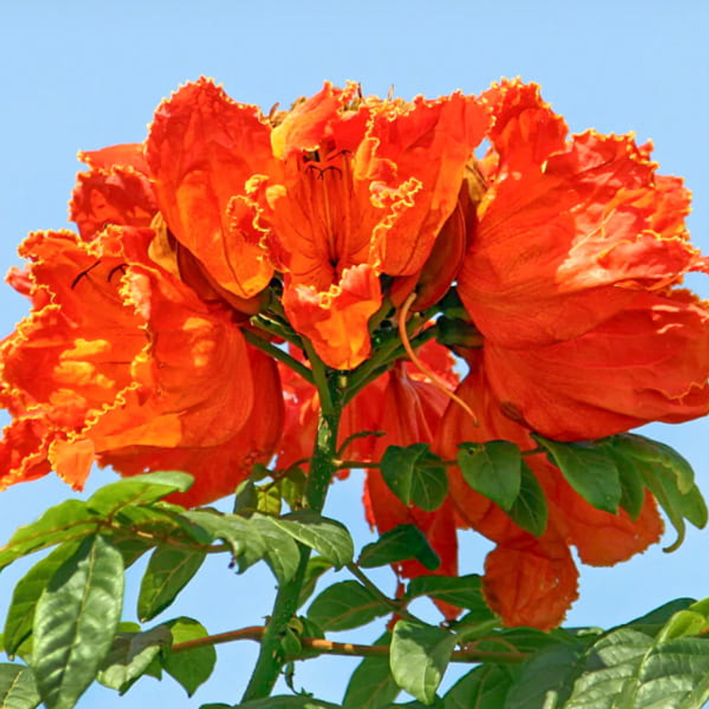 Спатодея колокольчиковая – Spathodea campanulata (51)