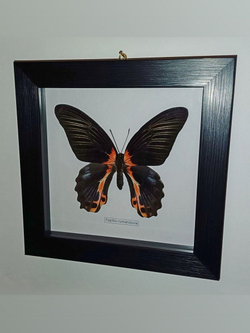 Бабочка Papilio rumanzovia самка в рамке