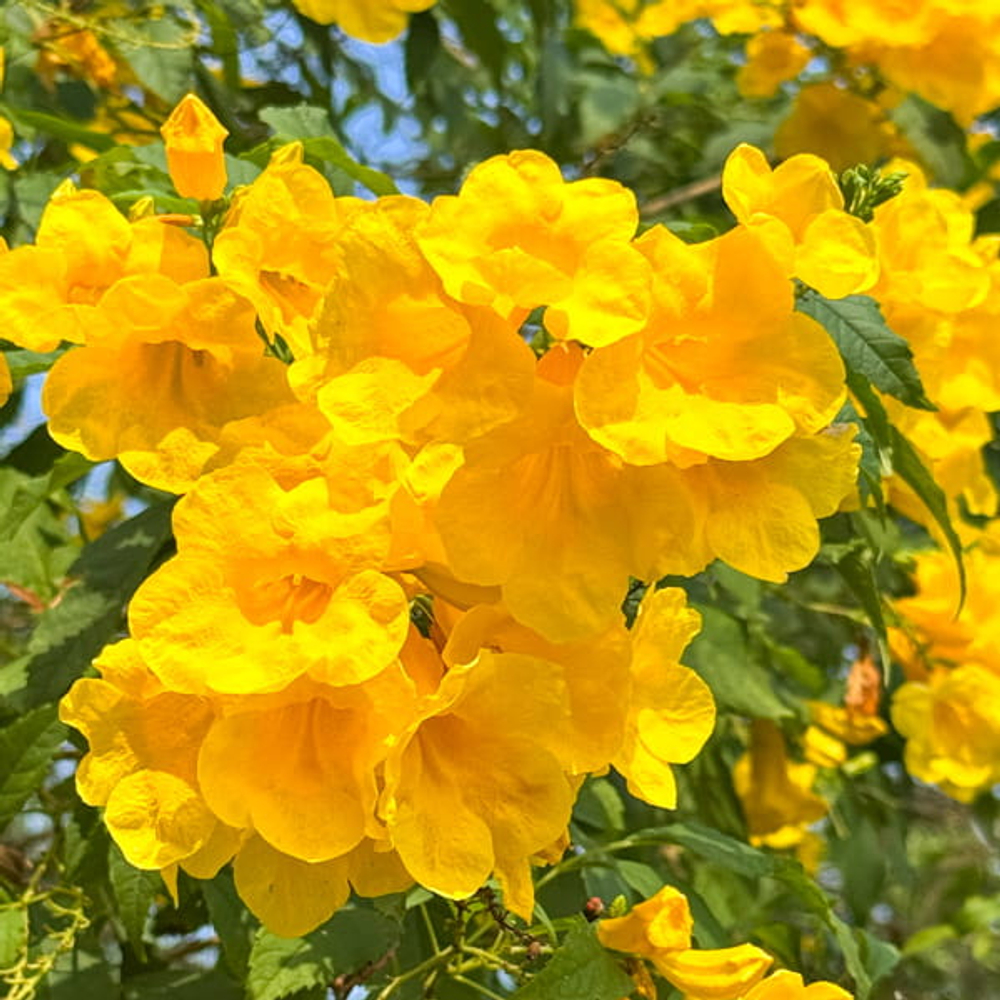 Текома прямостоячая желтая – Tecoma stans yellow (56)
