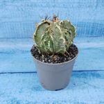 Astrophytum Myriostigma cv. Fukuryu (Астрофитум)