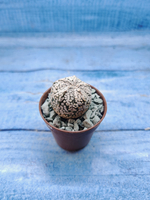 Astrophytum Asterias "Super Kabuto" (Астрофитум)