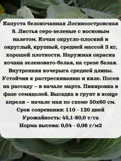 Семена капуста белокочанная Лосиноостровская 8 1 гр
