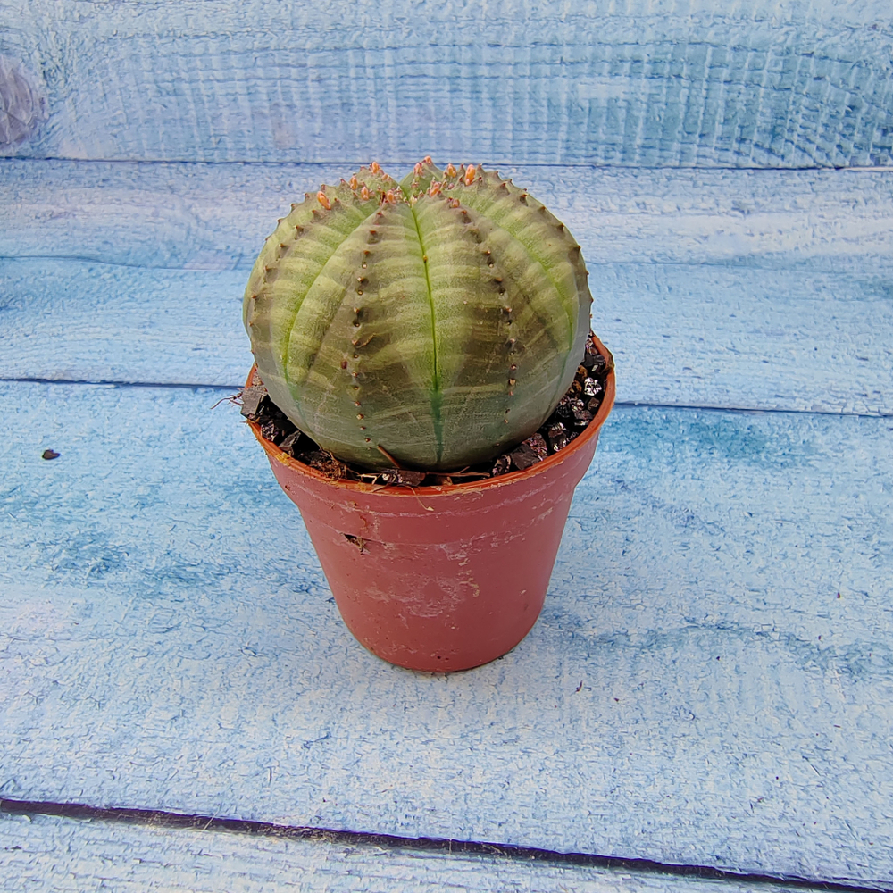 Euphoria Obesa (Эуфорбия)