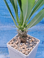 Pachypodium Lamerei (Пахиподиум)