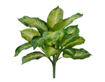 Диффенбахия золотая куст в-40 см (Sensitive Botanic) 12/120 20.1440NY