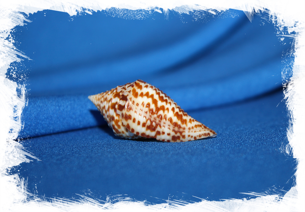 Конус праецелленс (Conus praecellens), Conus bicolor, Conus sinensis, Conus sowerbii купить