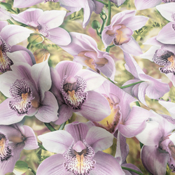 Виниловые обои Simple Orchidea SP71836-56