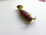 Мягкая приманка Lucky John Series ALIEN BUG 1,5in (38 мм), цвет T44, 10 шт/уп