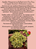 Арабис Фердинанда Кобурского Олд Голд Старое Золото