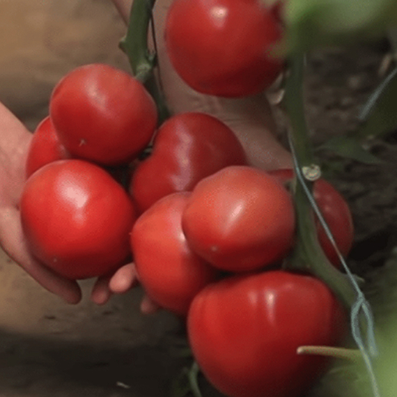 Пинк Кристал F1 семена томата индетерминантного (Clause / ALEXAGRO) культура – фото 1
