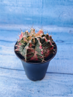 Gymnocalycium Variegata (Гимнокалициум Вариегатный)